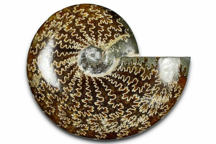 Polished Ammonite (Cleoniceras) Fossil - Madagascar #369614